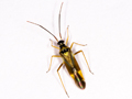 Cyllecoris histrionius